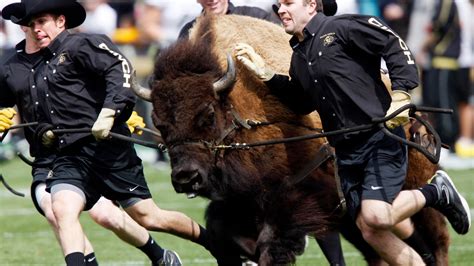 The CU Buffalo Mascot: A Source of Inspiration for Fans of All Ages